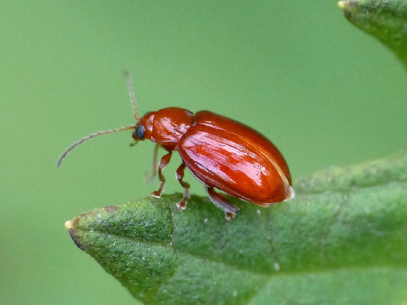 Alticino della menta: Neocrepidodera cfr. impressa, Chrysomelidae